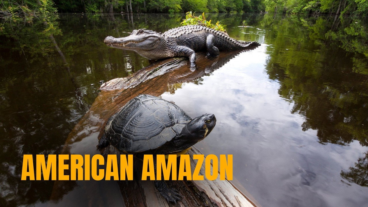 American Amazon still