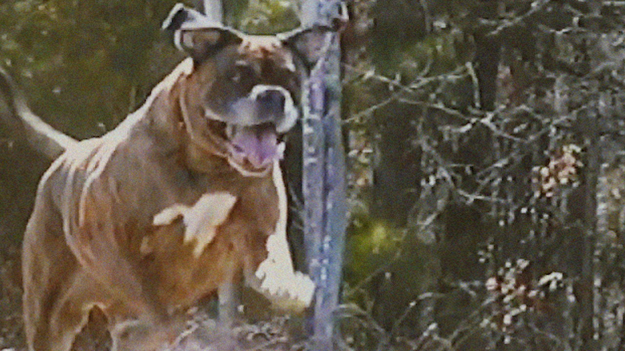 Bonkey: The Mutated upcoming movie still 1