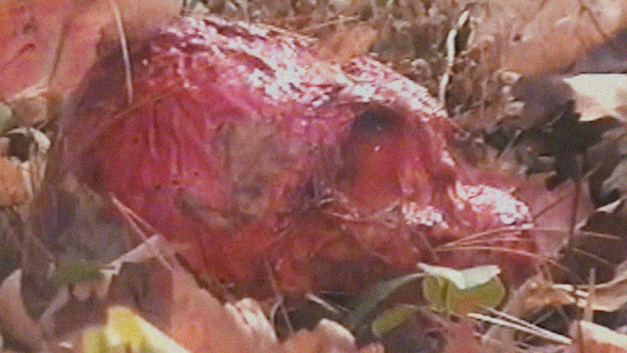 Bonkey: The Mutated upcoming movie still 3