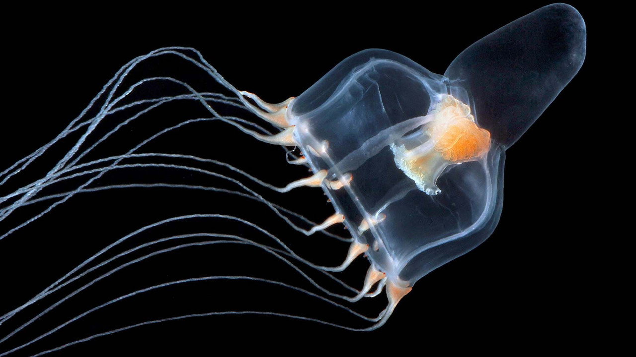 Jellyfish, The new Rulers of the Ocean still 1