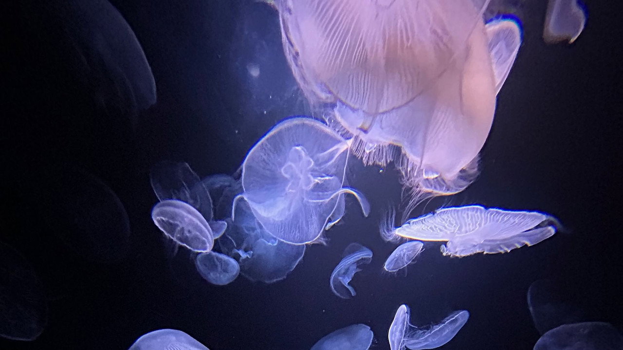Jellyfish, The new Rulers of the Ocean still 2