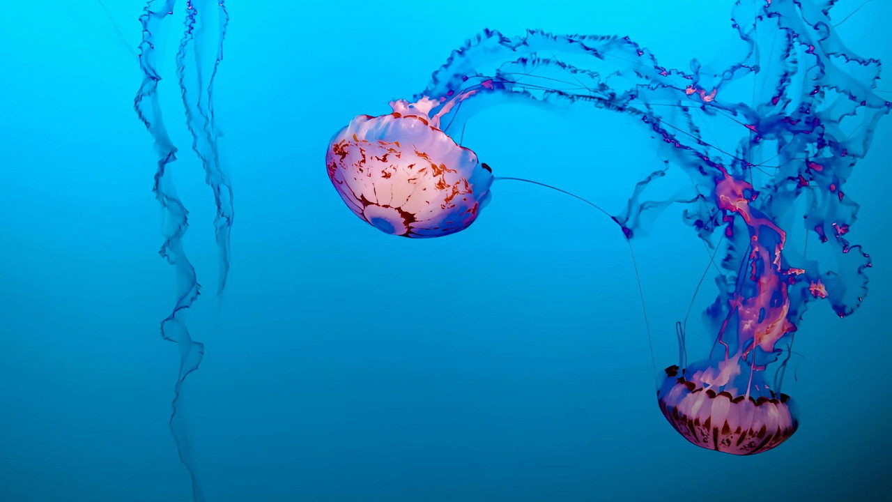 Jellyfish, The new Rulers of the Ocean still